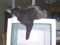 Zo&euml; sleeping on monitor, facing away from camera
