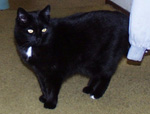 [black
 shorthair standing